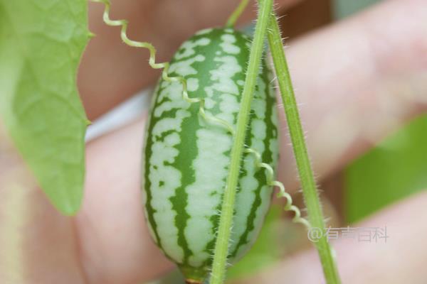 种植拇指西瓜步骤及种植收益分析