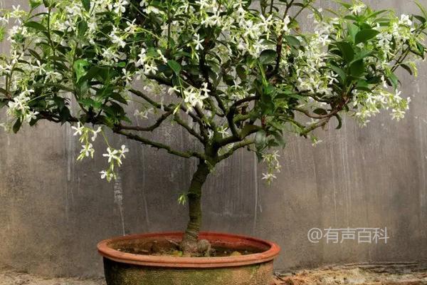 盘龙香花的养殖方法及特点介绍