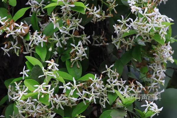 盘龙香花的养殖方法及特点介绍