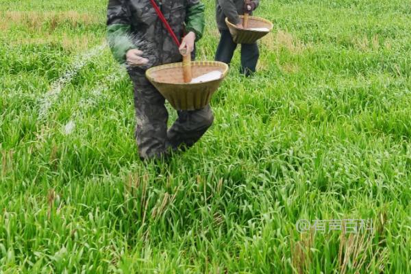 小麦拔节期管理的注意事项