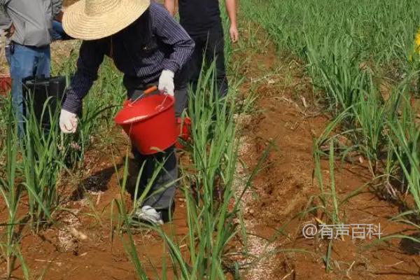 甘蔗怎样施肥才能更甜