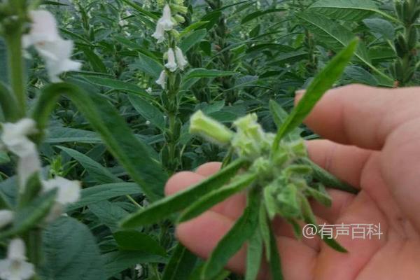 什么时候种植芝麻最好？天气、气温对种植芝麻有哪些影响？