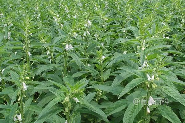 什么时候种植芝麻最好？天气、气温对种植芝麻有哪些影响？