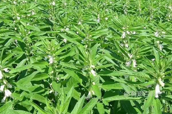 什么时候种植芝麻最好？天气、气温对种植芝麻有哪些影响？