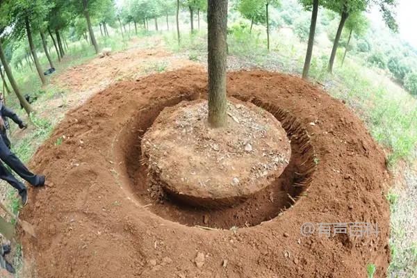 移栽时为何要剪枝叶？主要目的是促进植物生长