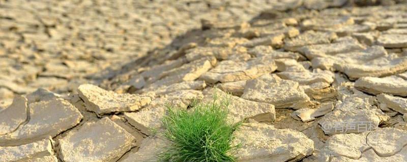 干旱地区适合种植什么作物