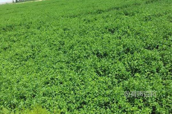 优质牧草品种详解，不同牧草的特点都不相同