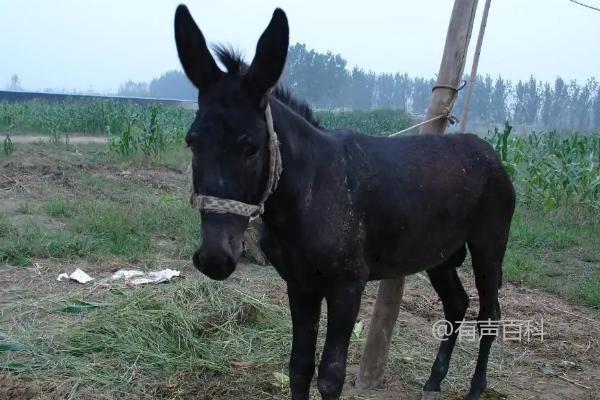 驴是怎么交流配的？这是一个有趣的问题！驴是社交动物，它们通过多种方式进行交流。其中包括使用声音、姿势和身体语言来传达信息。驴可以通过嘶鸣、呼吸、咕噜声和尖叫等声音来表达不同的情绪和需求。此外，它们还会使用耳朵、尾巴和身体姿势来传达不同的意思。例如，当驴感到威胁时，它们可能会竖起耳朵和尾巴，以示警告。驴之间的交流是一种复杂而有趣的过程，它们通过这些方式建立联系并传达彼此的意图。