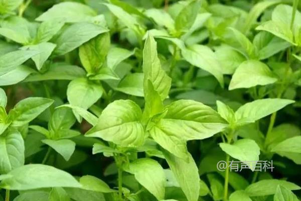 荆芥介绍：荆芥是什么菜，荆芥的使用方法及营养价值