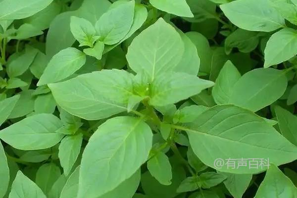 荆芥介绍：荆芥是什么菜，荆芥的使用方法及营养价值