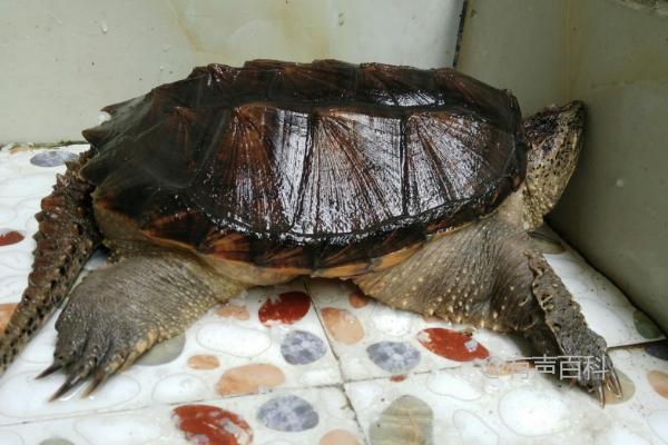 鳄龟的饲养：是否适合喂龟粮，龟粮的营养是否足够