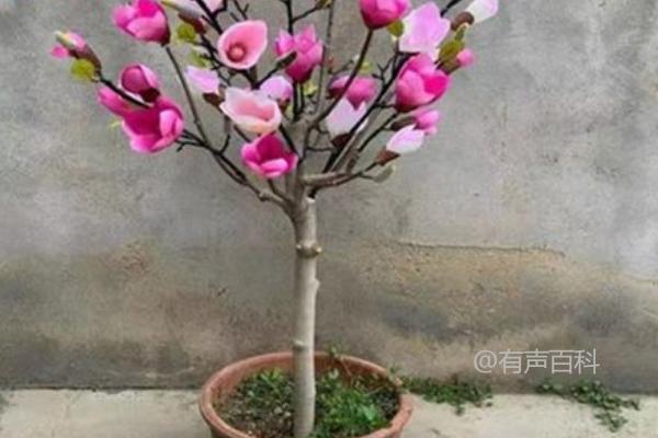 根据百度SEO规范，可以将标题修改为：“玉兰适合在家中种植吗？种植技巧与注意事项分享。”