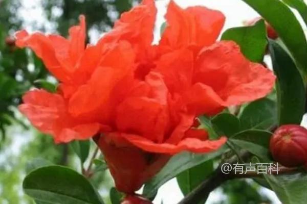 石榴花开时间：主要在5-7月开放