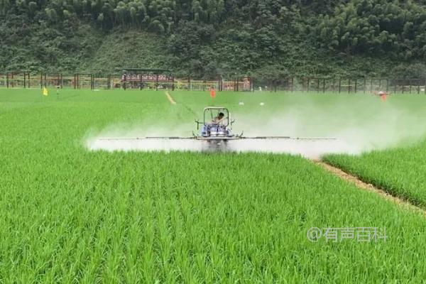 水稻钻心虫防治时间及方法，幼虫尚未钻入前即使用药物进行防治