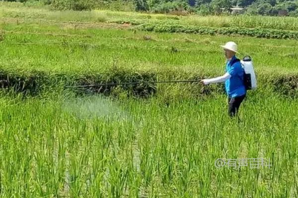 水稻钻心虫防治时间及方法，幼虫尚未钻入前即使用药物进行防治