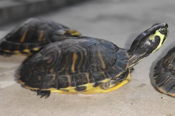 巴西黄耳龟的饲料种类：动物性、植物性和合成饲料