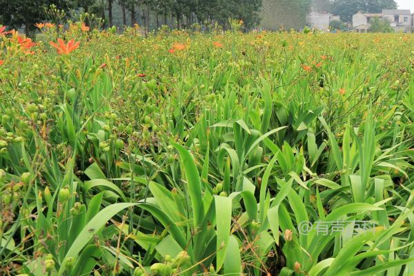 种植中药材的选择包括黄芩、苦参、白术、桔梗等常见品种