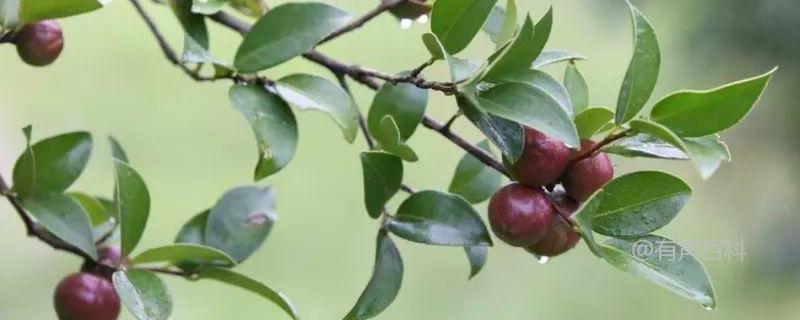 茶油价格一斤多少？茶油树的种植方法