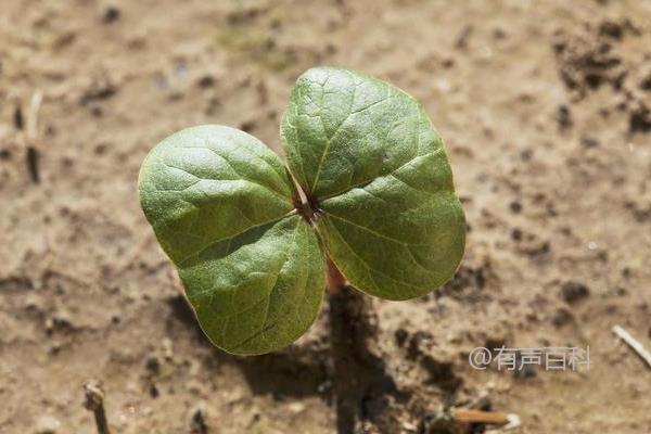 棉花种子需要阳光吗 才能发芽？