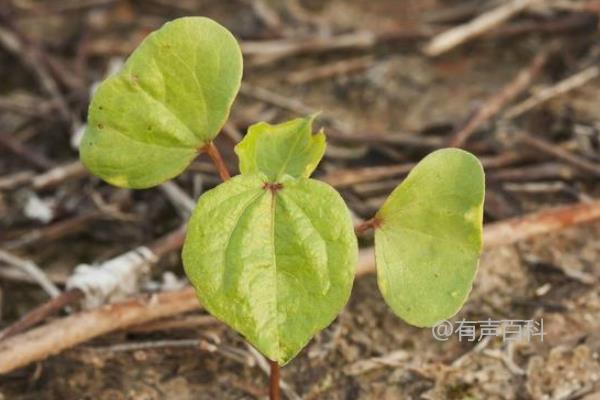 棉花种子需要阳光吗 才能发芽？