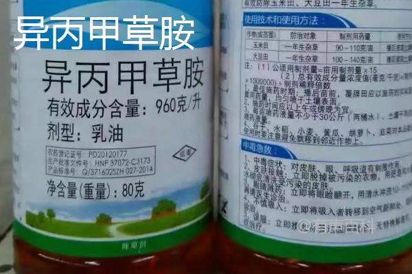 玉米田除草剂推荐：大草怎么除？