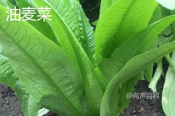 油麦菜的种植时间和播种方式