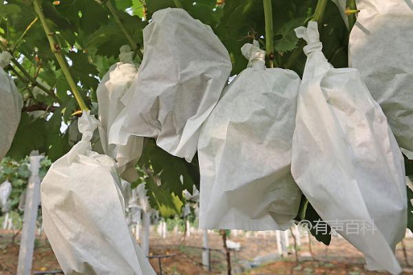 葡萄种植技巧：不同品种选择合适袋子的方法