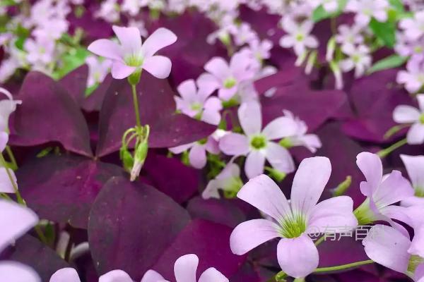 "三叶草紫蝴蝶花养护指南：如何正确浇水并保持盆土湿润"