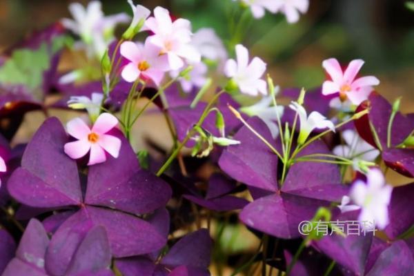 "三叶草紫蝴蝶花养护指南：如何正确浇水并保持盆土湿润"