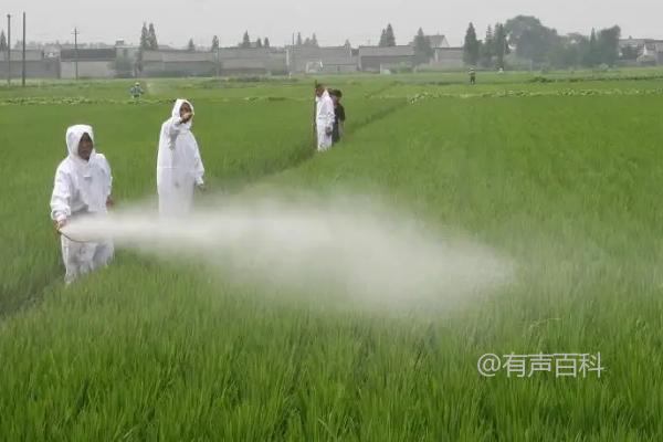 胺鲜乙烯利的作用及功效