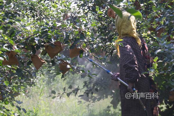 当涉及到对果树使用波尔多液时，关键是根据具体树种选择合适的配制比例。