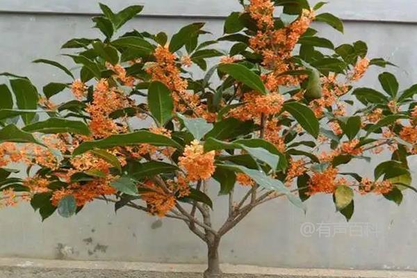 为什么家里不能种植桂花树？