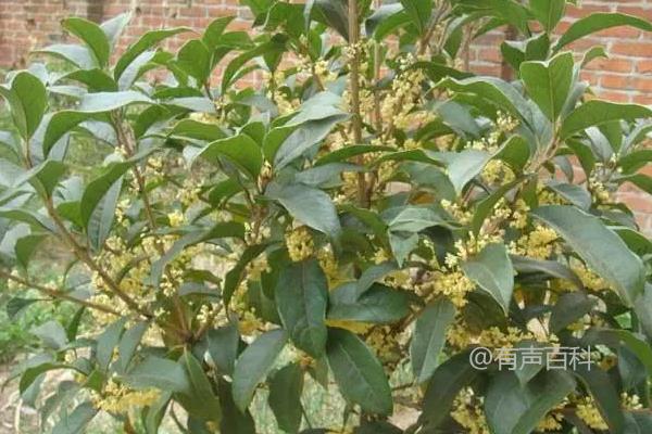 为什么家里不能种植桂花树？