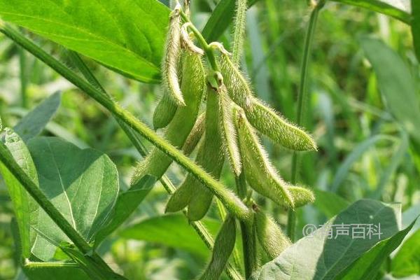 九农黑皮青2号大豆品种特点及生长周期介绍