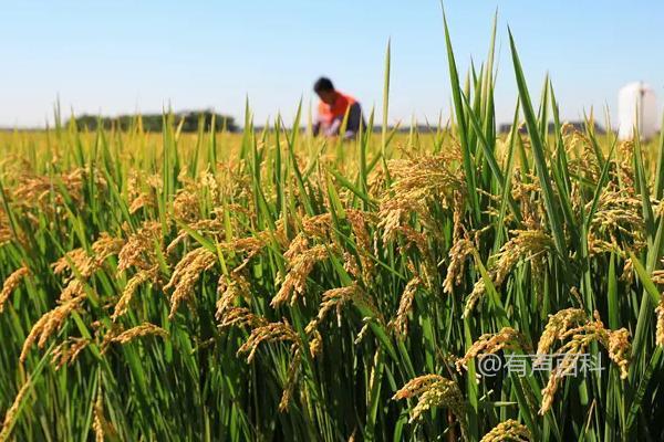 莹丰优2165水稻种介绍，每亩有效穗数为16.7万