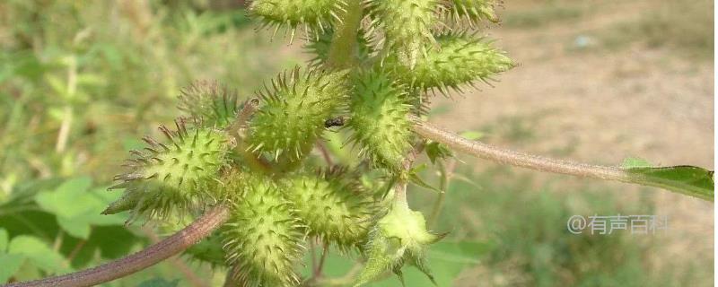 苍耳是一种植物，它主要依靠风力传播种子。当