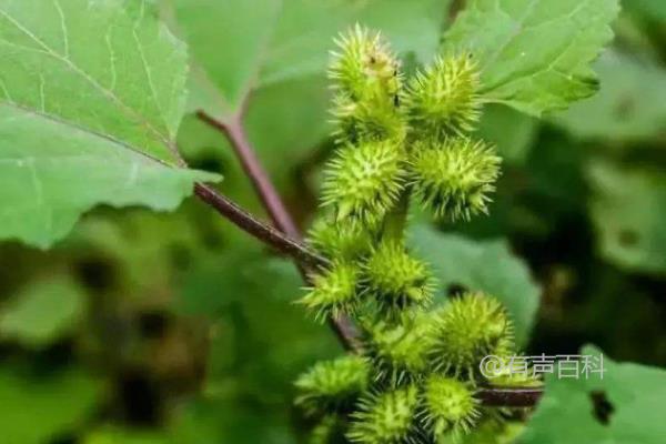 苍耳是一种植物，它主要依靠风力传播种子。当成熟的苍耳果实受到风的作用时，种子会从果实中脱落，并随着风的吹动而传播到其他地方。这种方式被称为风散传播。除了风散传播，苍耳的种子也可以通过动物或水流传播到其他地方。这些方式有助于苍耳在不同的环境中繁殖和扩散。