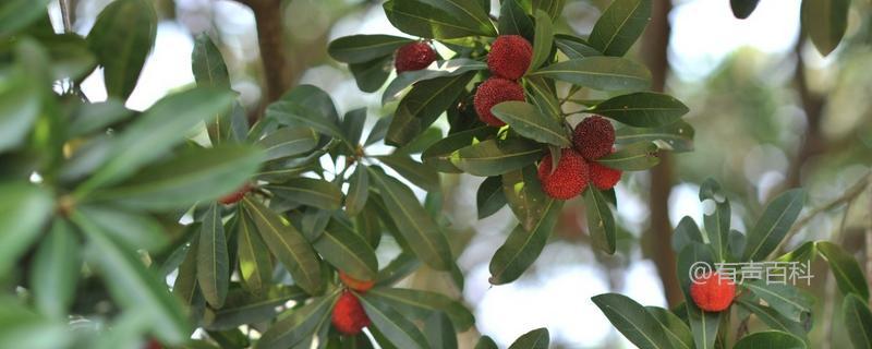 杨梅是常绿还是落叶植物？种植方法分享