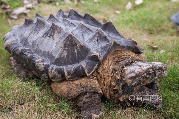 鳄龟能长多大？受体重和种类影响