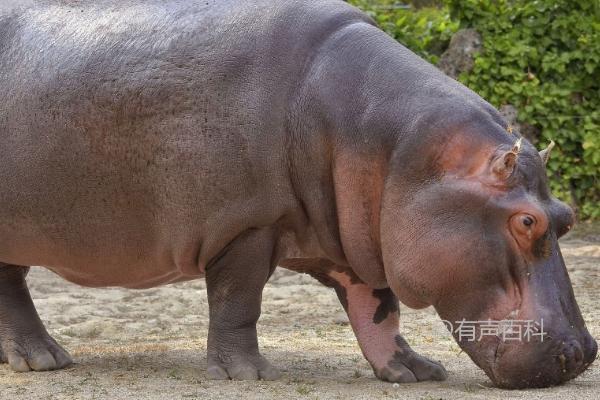 私人养殖河马是否违法，河马私人饲养的合法性问题