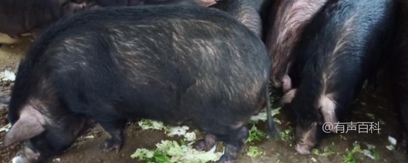 融水黑香猪养殖技术：养殖场位置选择与居住区