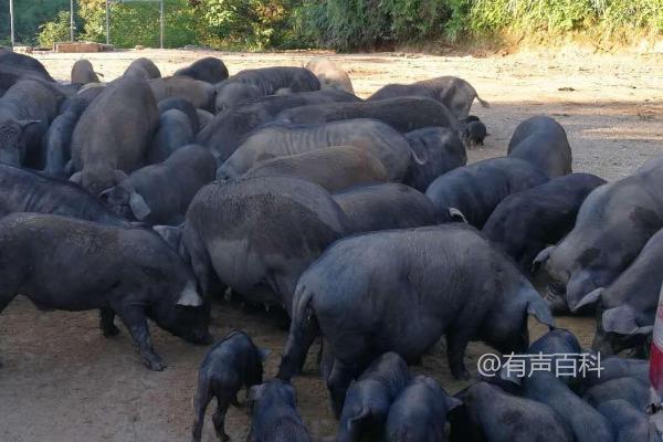 融水黑香猪养殖技术：养殖场位置选择与居住区距离的考虑