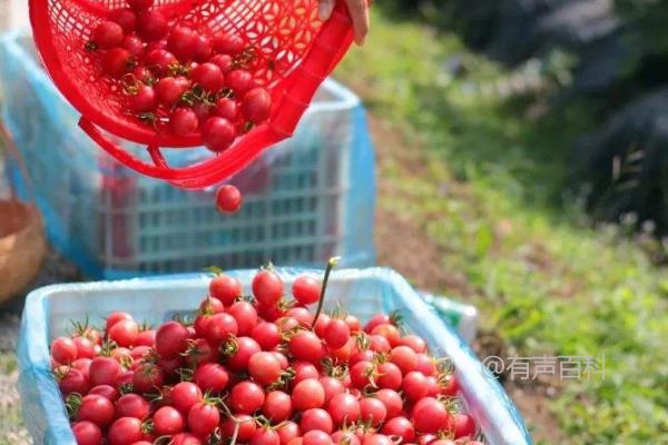 圣女果种植技术：北方和南方的播种时间差异