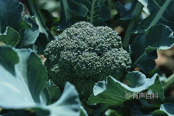 西兰花高效栽培技巧，氮肥肥料为主，配合磷肥和钾肥