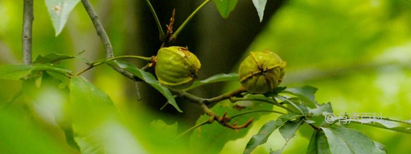 山核桃种植方法及技术要点