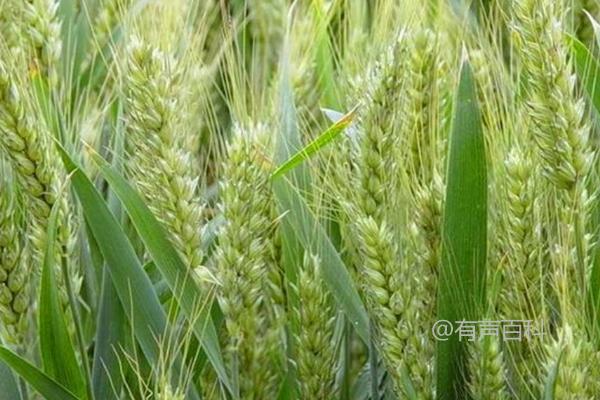 小偃60小麦种种植简介及全生育期251.0天