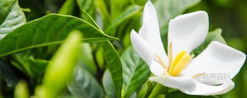 栀子花种子发芽时间及种植方法