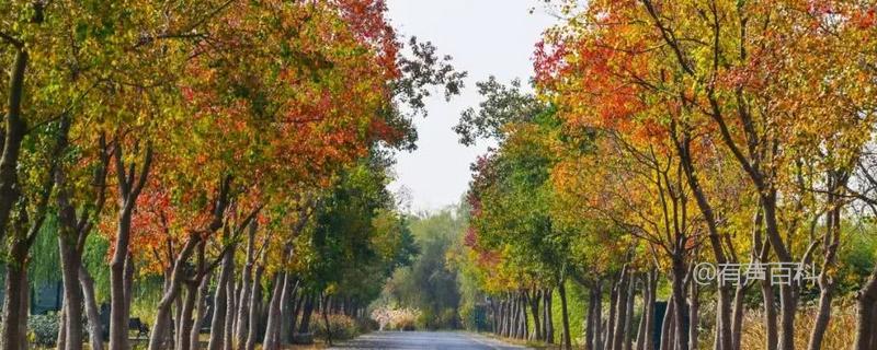 乌桕是落叶还是常绿植物，种植高产技术详解