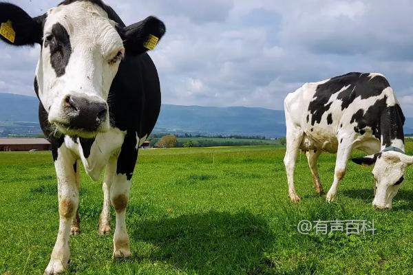 奶牛产后瘫痪的原因及治疗方法