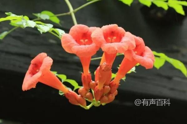 您好！关于凌霄花的问题，我可以为您提供一些信息。凌霄花是一种常见的攀援植物，通常不需要打顶。如果您想让凌霄花更加茂盛，可以在春季和秋季进行修剪，促进其分枝和生长。在栽培凌霄花时，需要选择透气性好、排水良好的土壤，并保持土壤湿润但不过于潮湿。此外，凌霄花需要充足的阳光和适当的施肥，以保持其健康生长。希望这些信息能对您有所帮助！